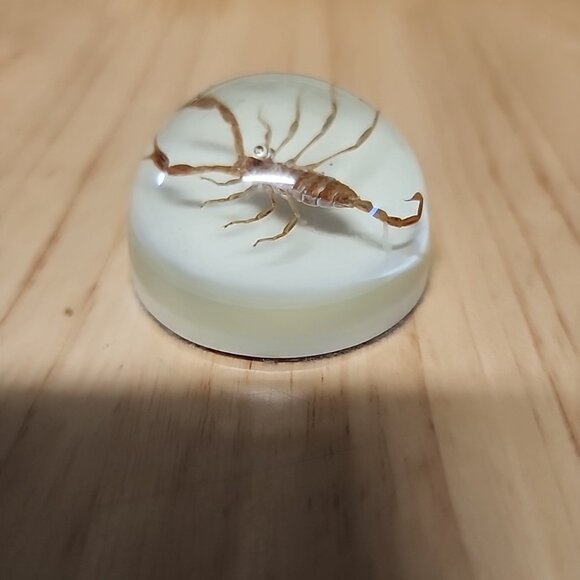 Vintage Maack  Scorpion Paperweight  2” Velvet Bottom Lucite - Picture 2 of 4